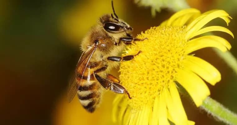 queen bee thumbnail