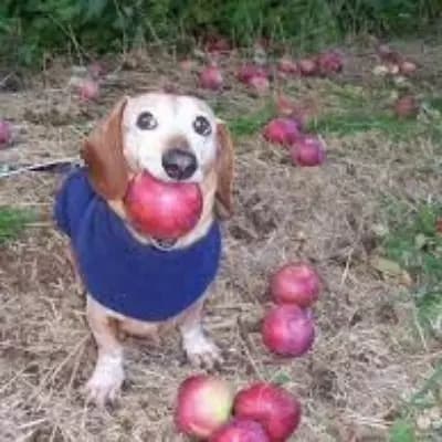 APPLE DOG thumbnail