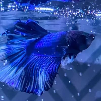 Galaxy(Betta) thumbnail
