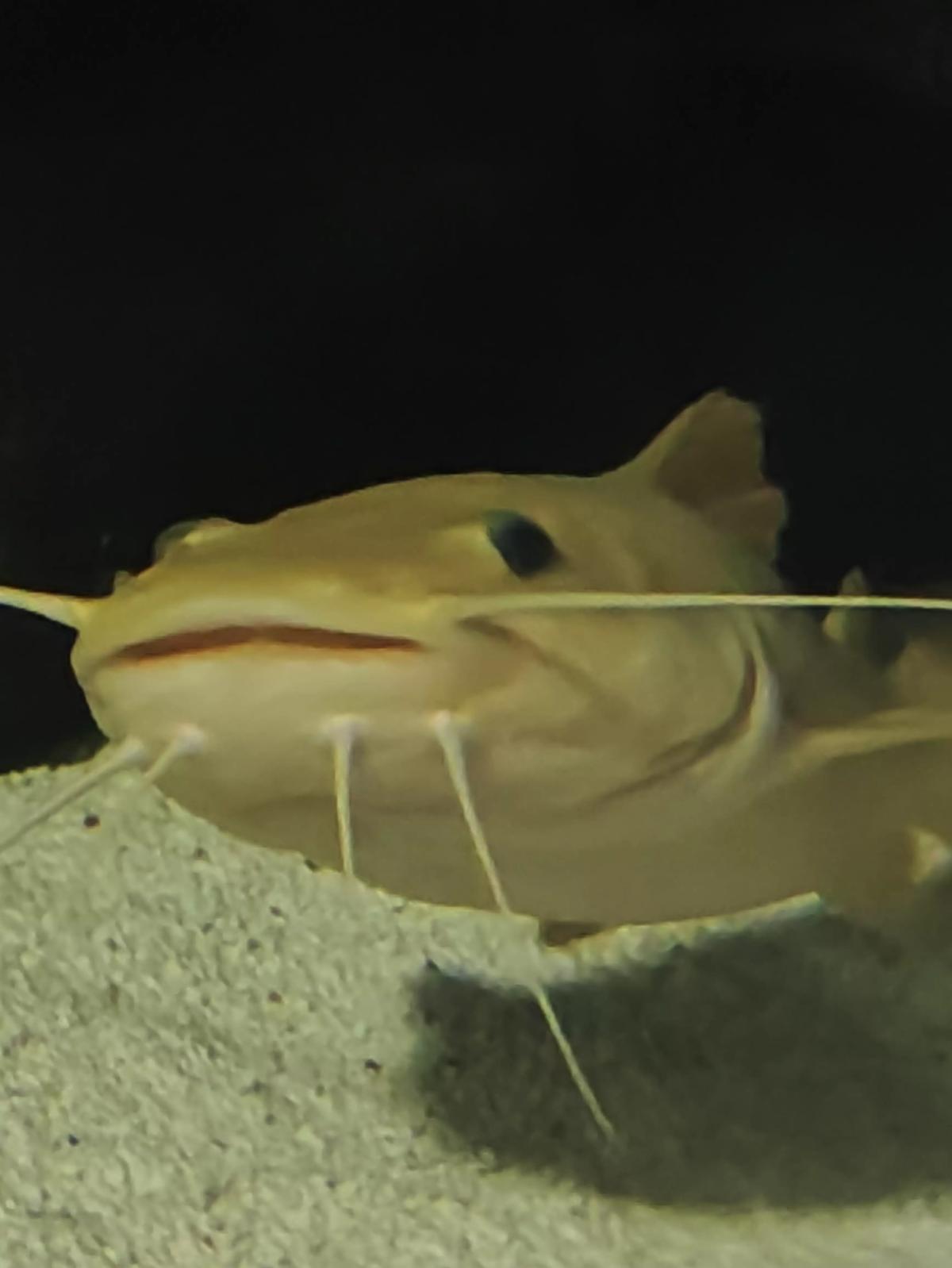 Fish thumbnail