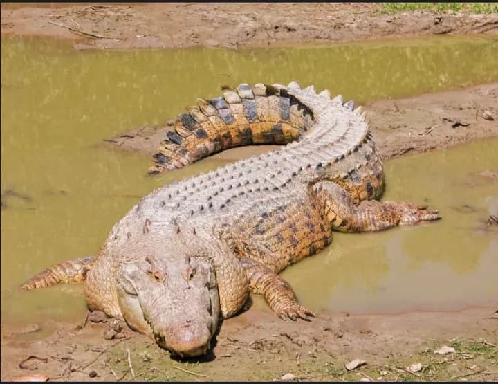 Crocodile thumbnail