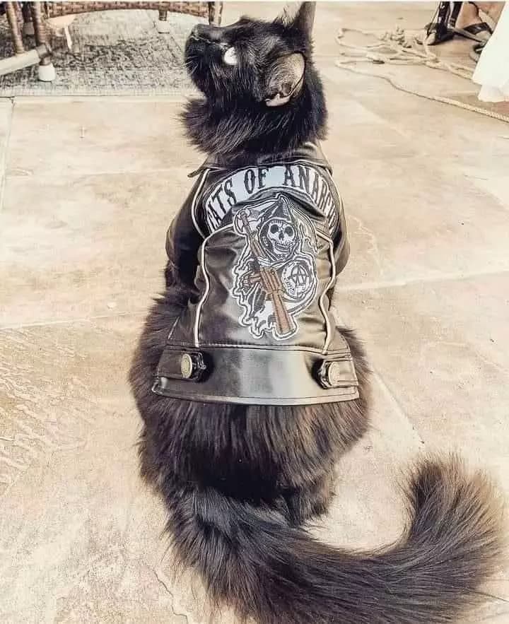 Igor (metalhead) thumbnail