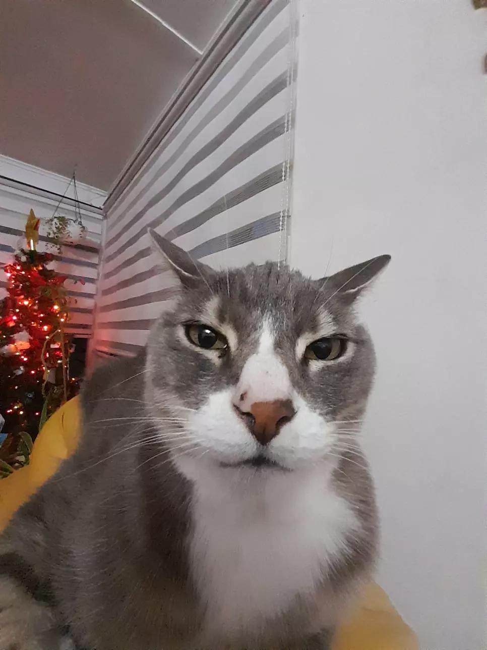 Gato thumbnail