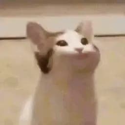 Pop Cat (Liam) thumbnail