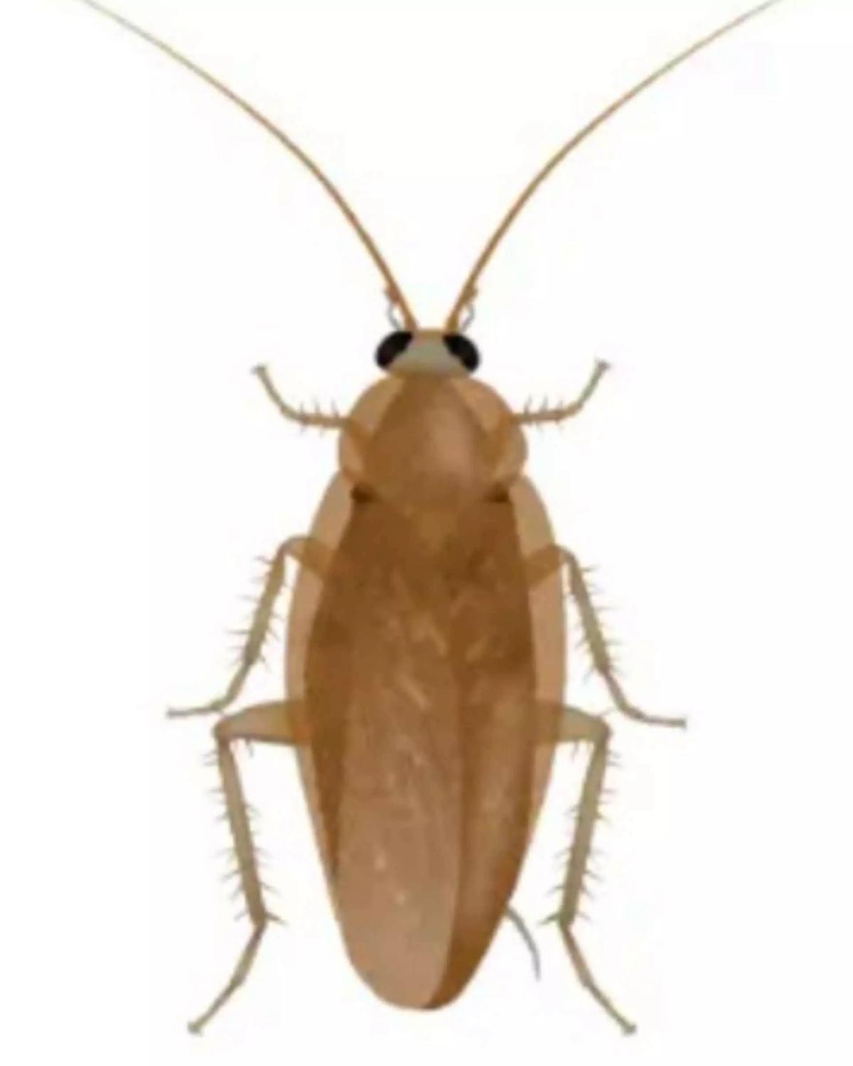 Roach thumbnail