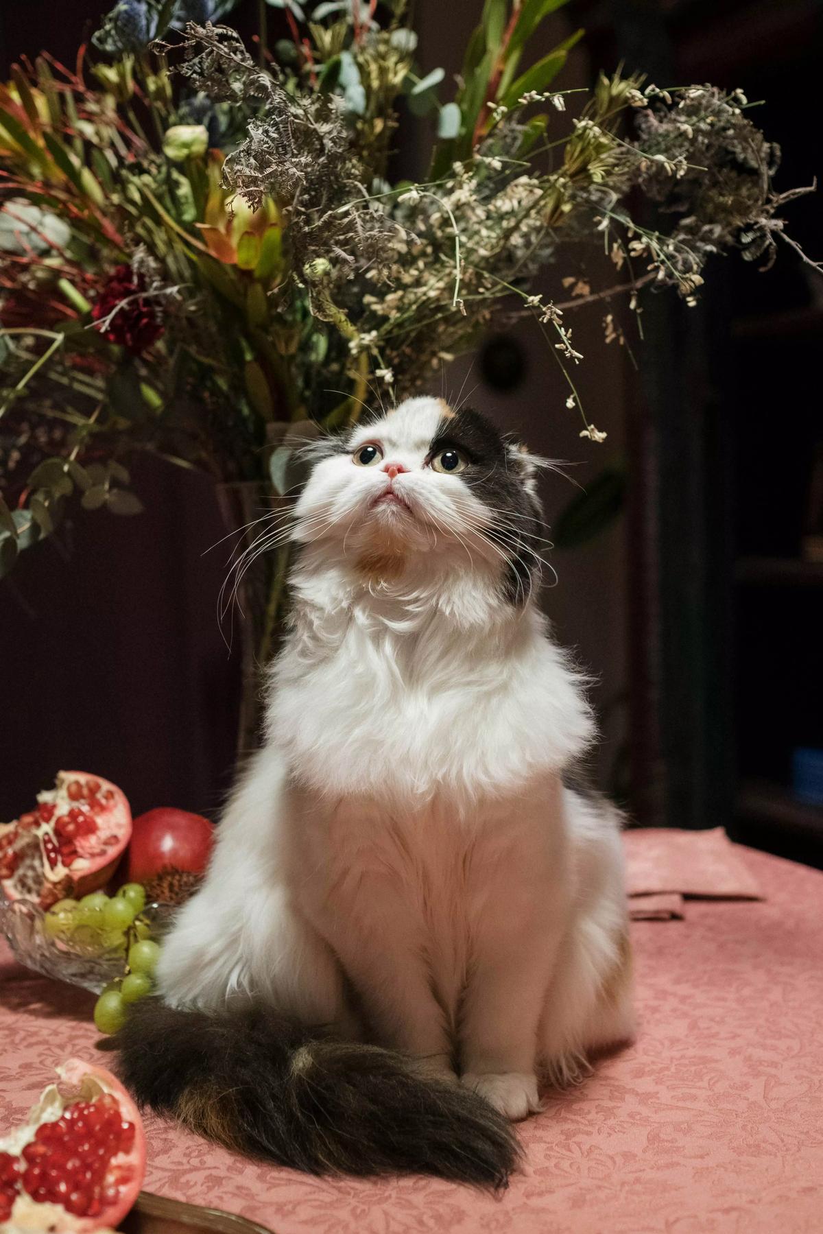 Mavko | Mystical Cat thumbnail