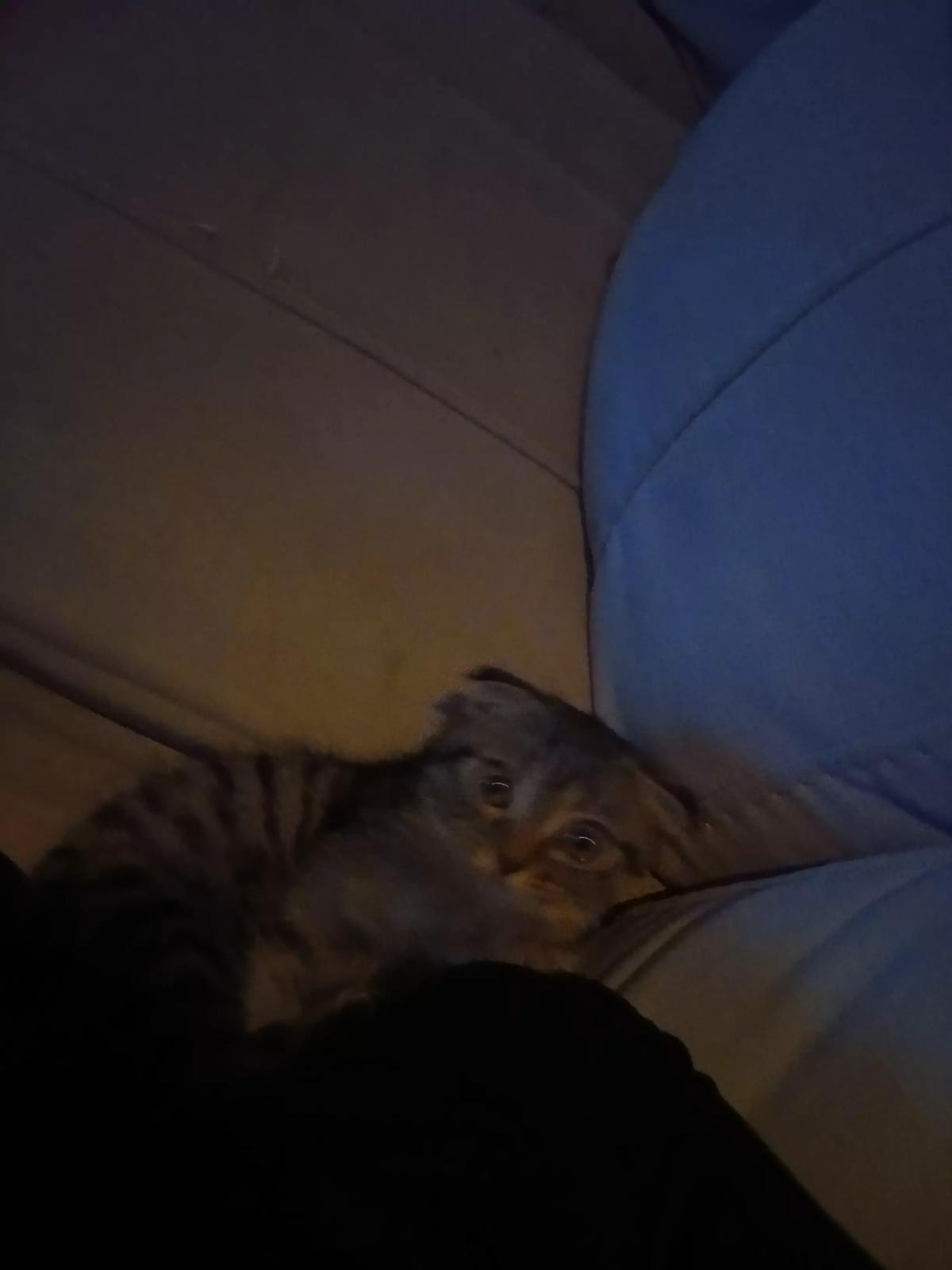 Basbousa thumbnail