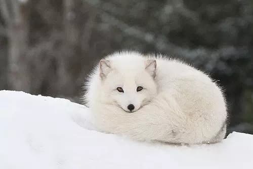 White fox thumbnail