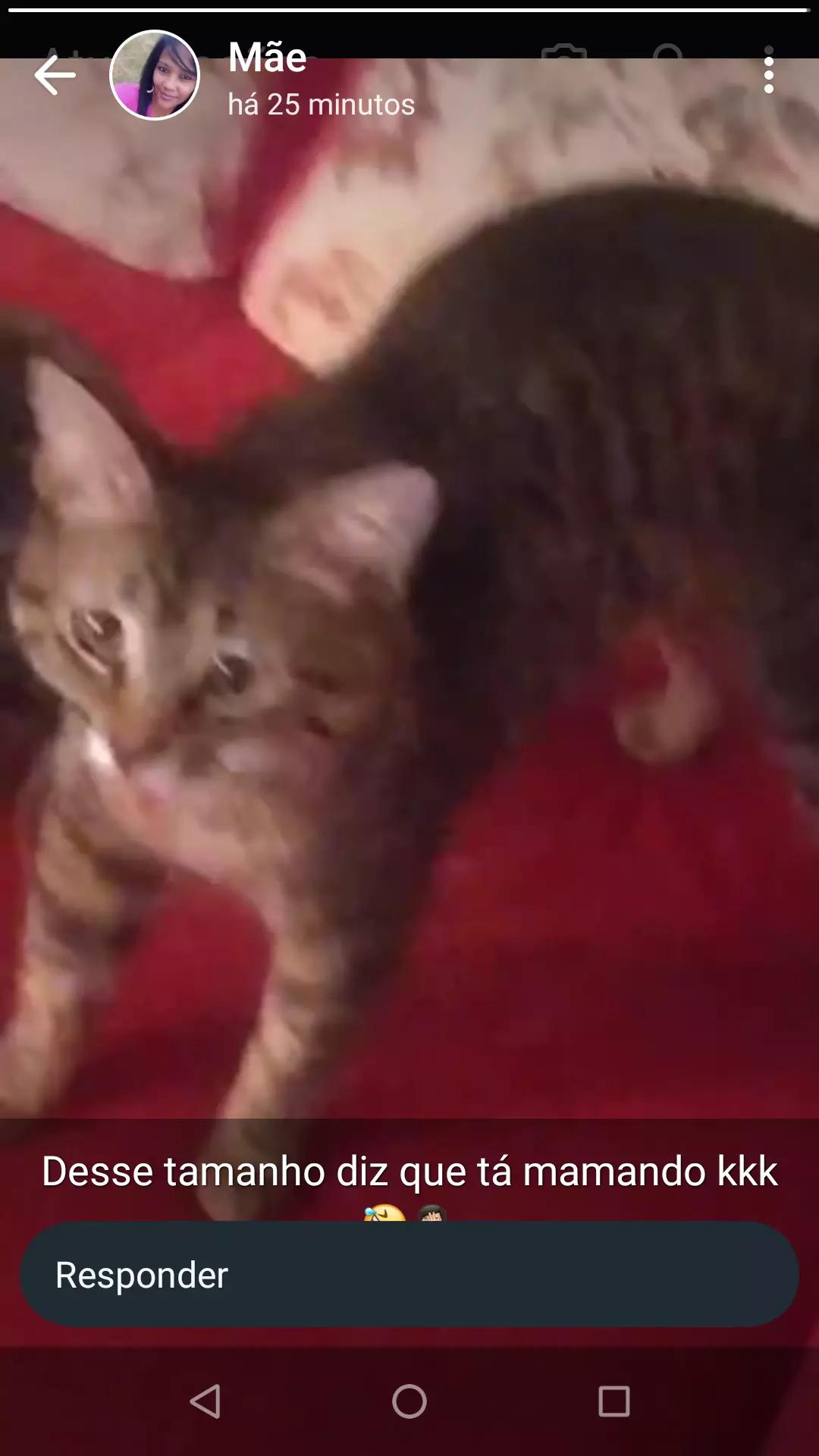 Shadow or cat thumbnail