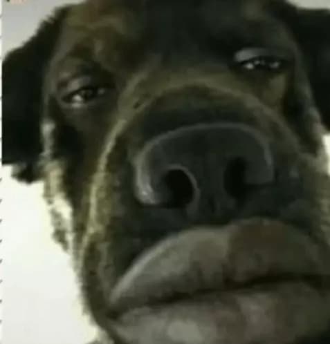 dog thumbnail