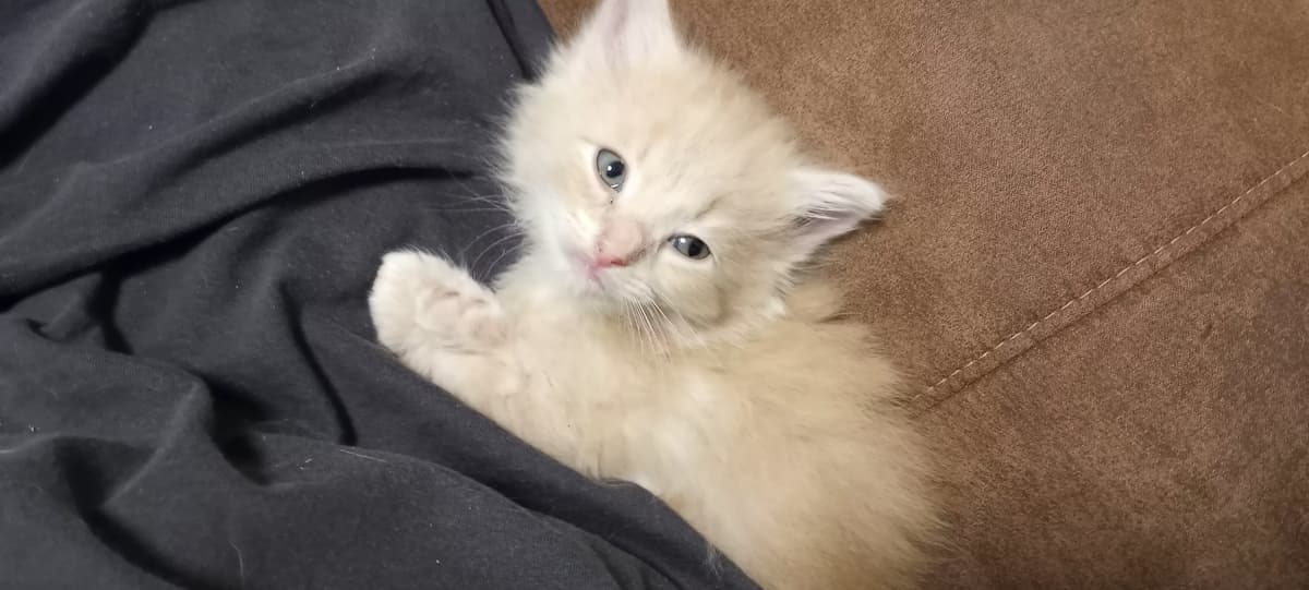 Kitten Complaint Department thumbnail