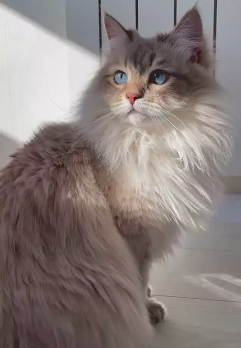 Cat  thumbnail