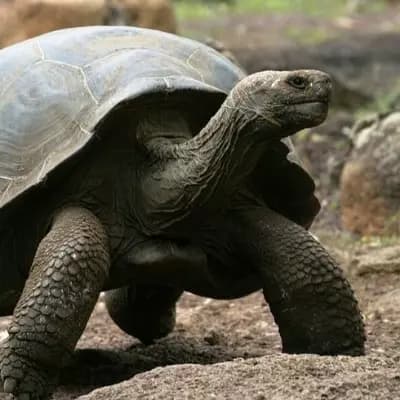 Wise Turtle thumbnail
