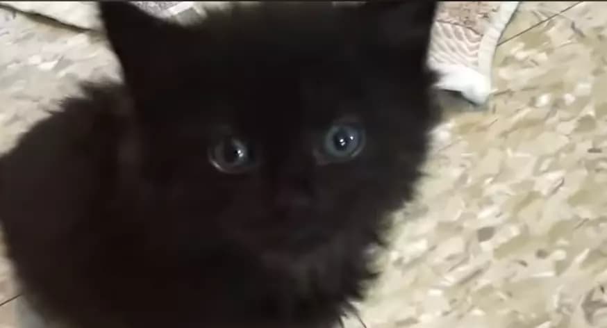 Kitten  thumbnail