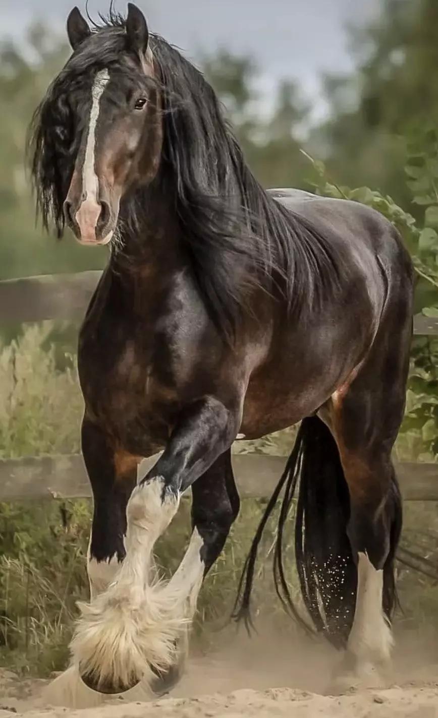 Shire horse thumbnail