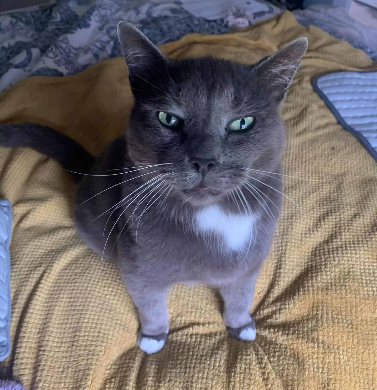 Max the cat thumbnail