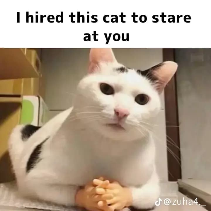 A cat thumbnail
