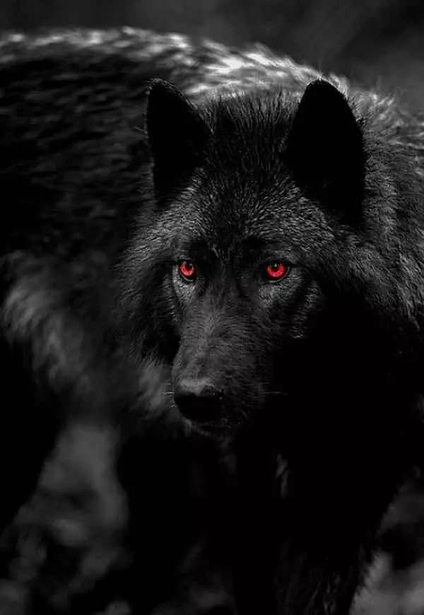 Wolf thumbnail