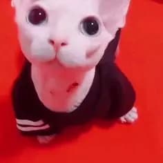 Gatito pelón GOGOGOGOGOGOGOGOGOGOGOGOGOGOGOGOGOGOGOGOGOGO GOGOGOGOGOGOGOGOGOGOGO thumbnail