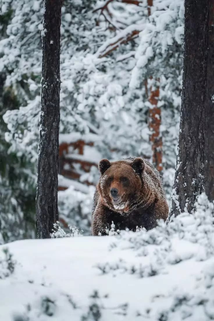 Bear Friend. thumbnail