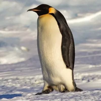 Perry o Penguin thumbnail
