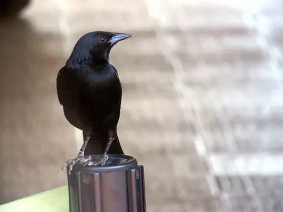 Cannibal bird thumbnail