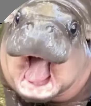 Moo ding thumbnail