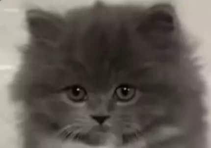 Clingy little kitty thumbnail