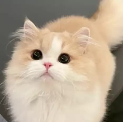 Kitten thumbnail