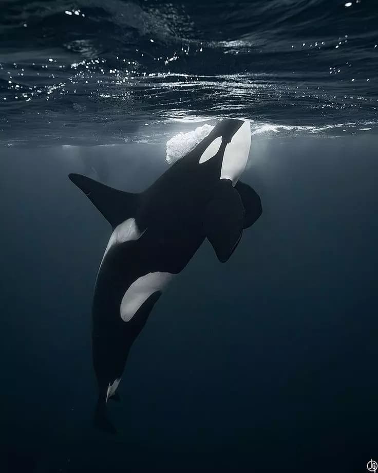 Orca thumbnail