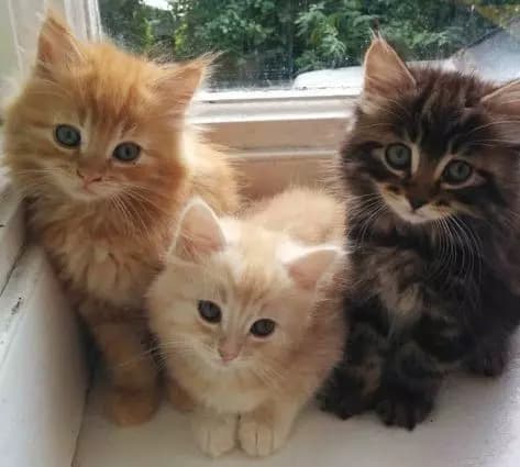 Nicky, Ricky y Ronny thumbnail