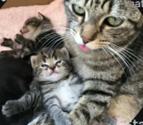 Mother cat and kitty thumbnail