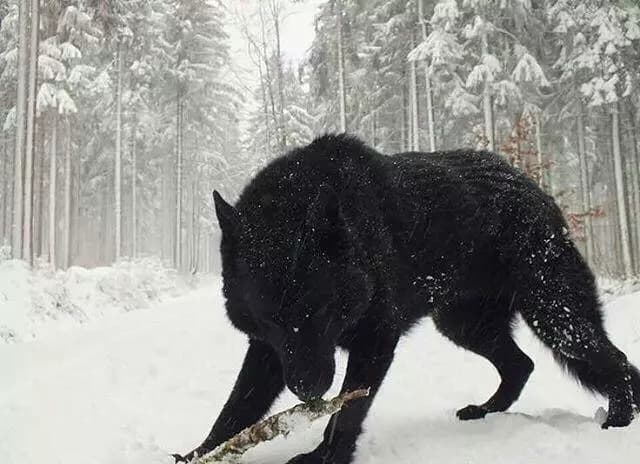 Snow Wolf ||• thumbnail