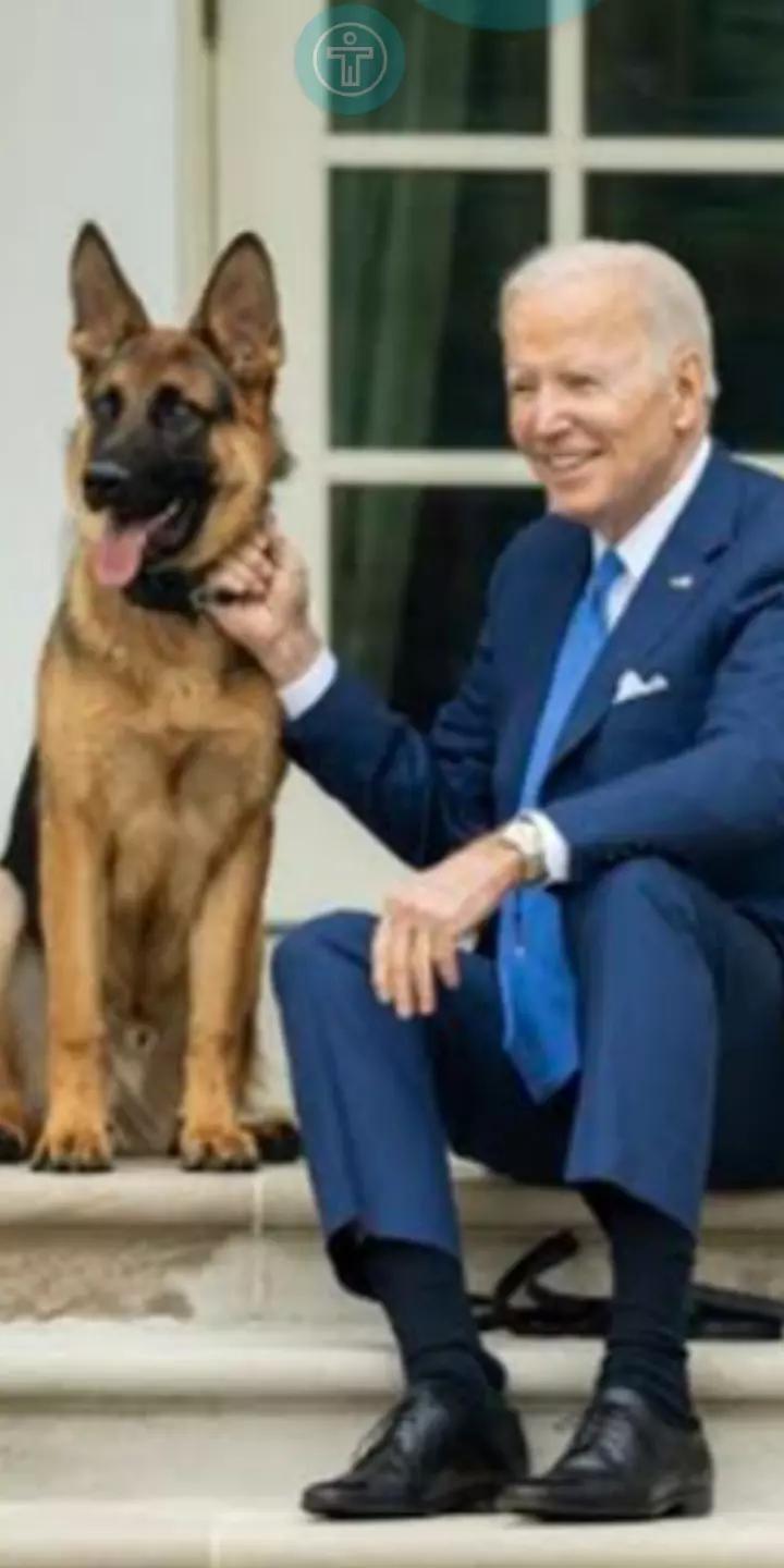 🇺🇸||Major\_Dog Of The USA. thumbnail
