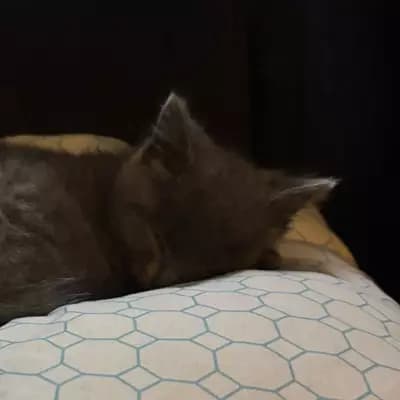 Shadow thumbnail
