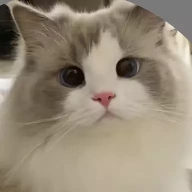 Ragdoll Cat thumbnail