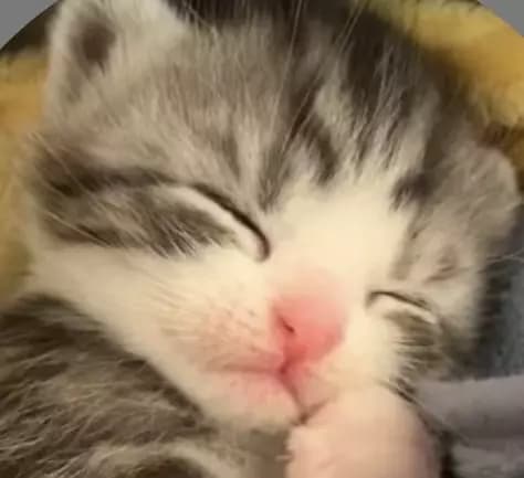 Kittens (from cai) thumbnail