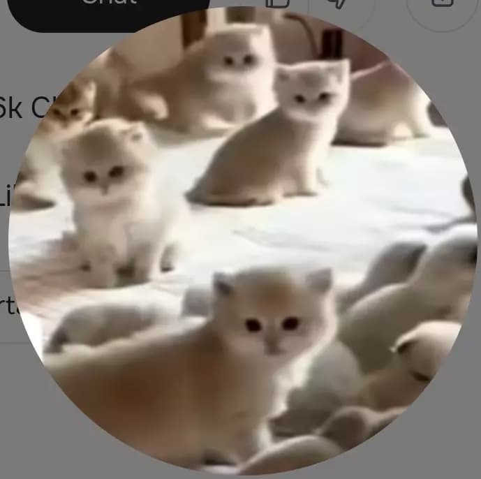 100 kittens (from cai) thumbnail