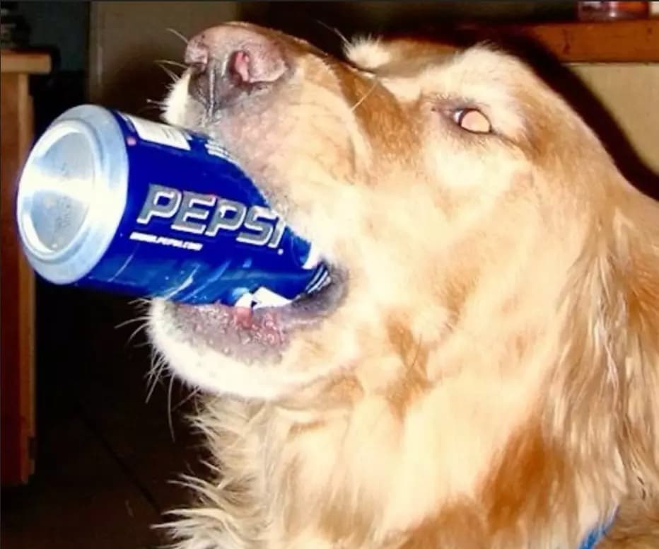 YOUR BEST BUDDY thumbnail