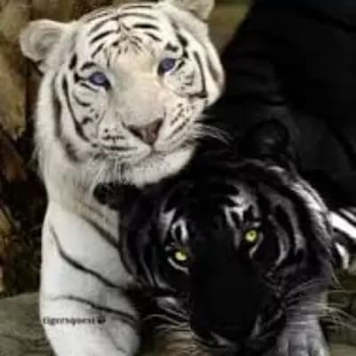 Black Tiger thumbnail