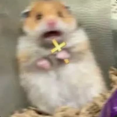 abused hamster thumbnail
