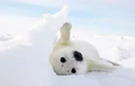 Baby Seal! thumbnail
