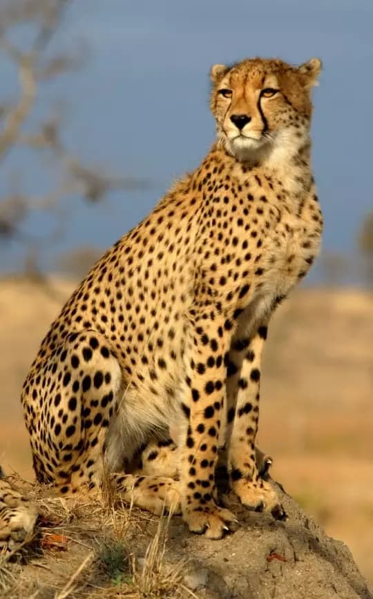 Reserva animal thumbnail
