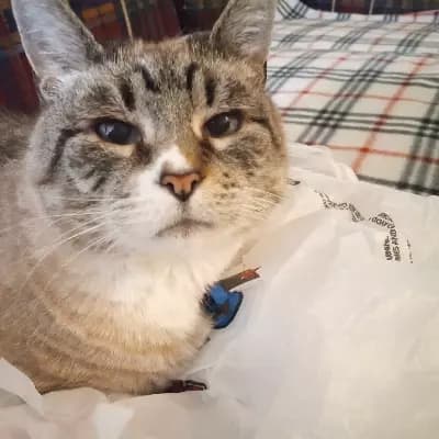 Baby Kittie thumbnail