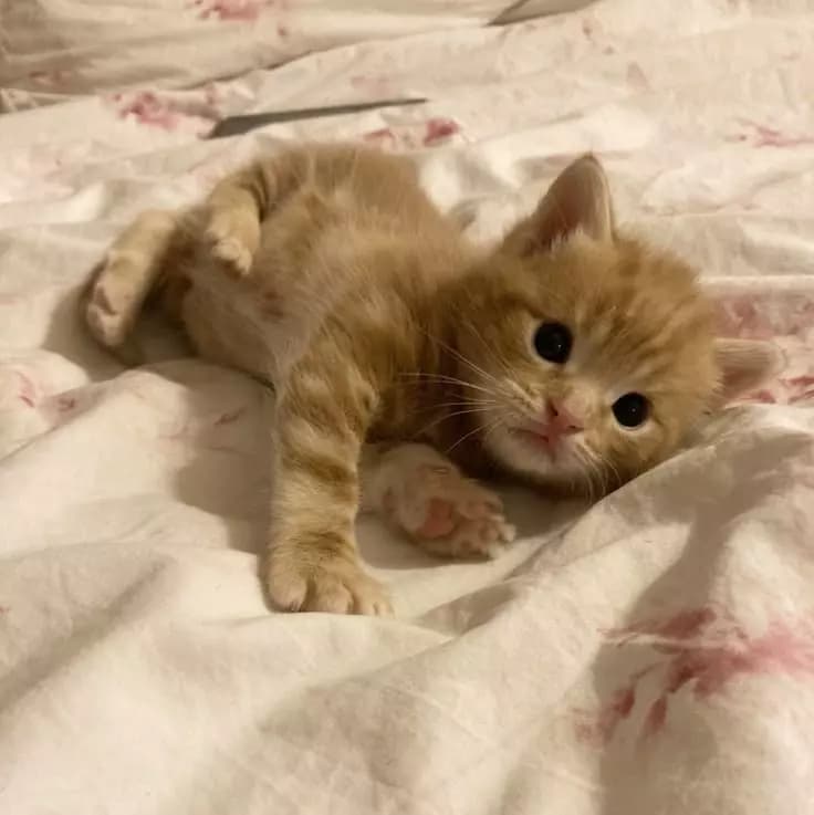 Your pet kitten 🐈 thumbnail