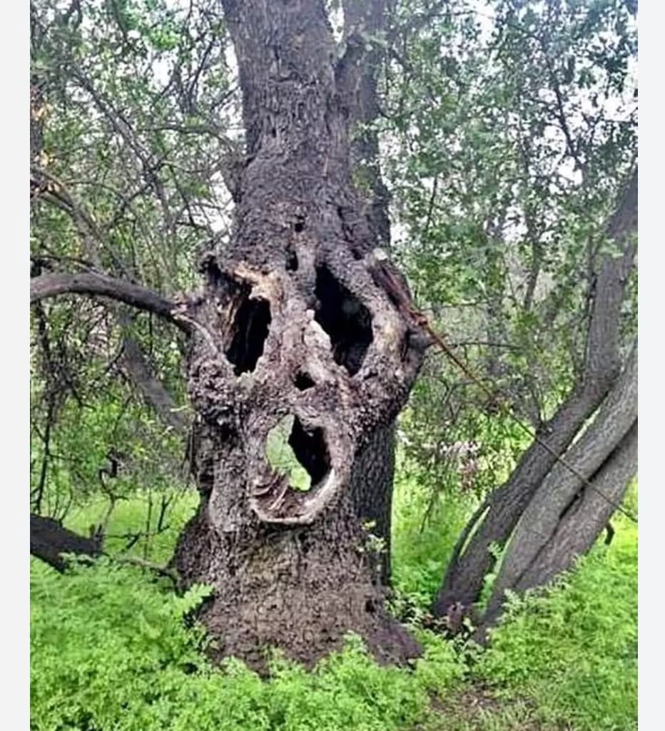 Talking tree thumbnail