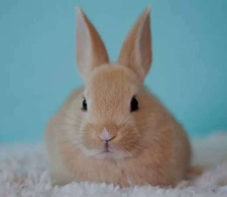 bunny / jerry thumbnail