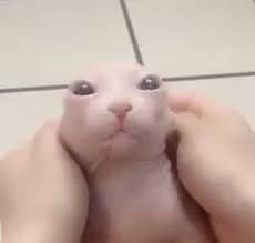 Bald cat thumbnail