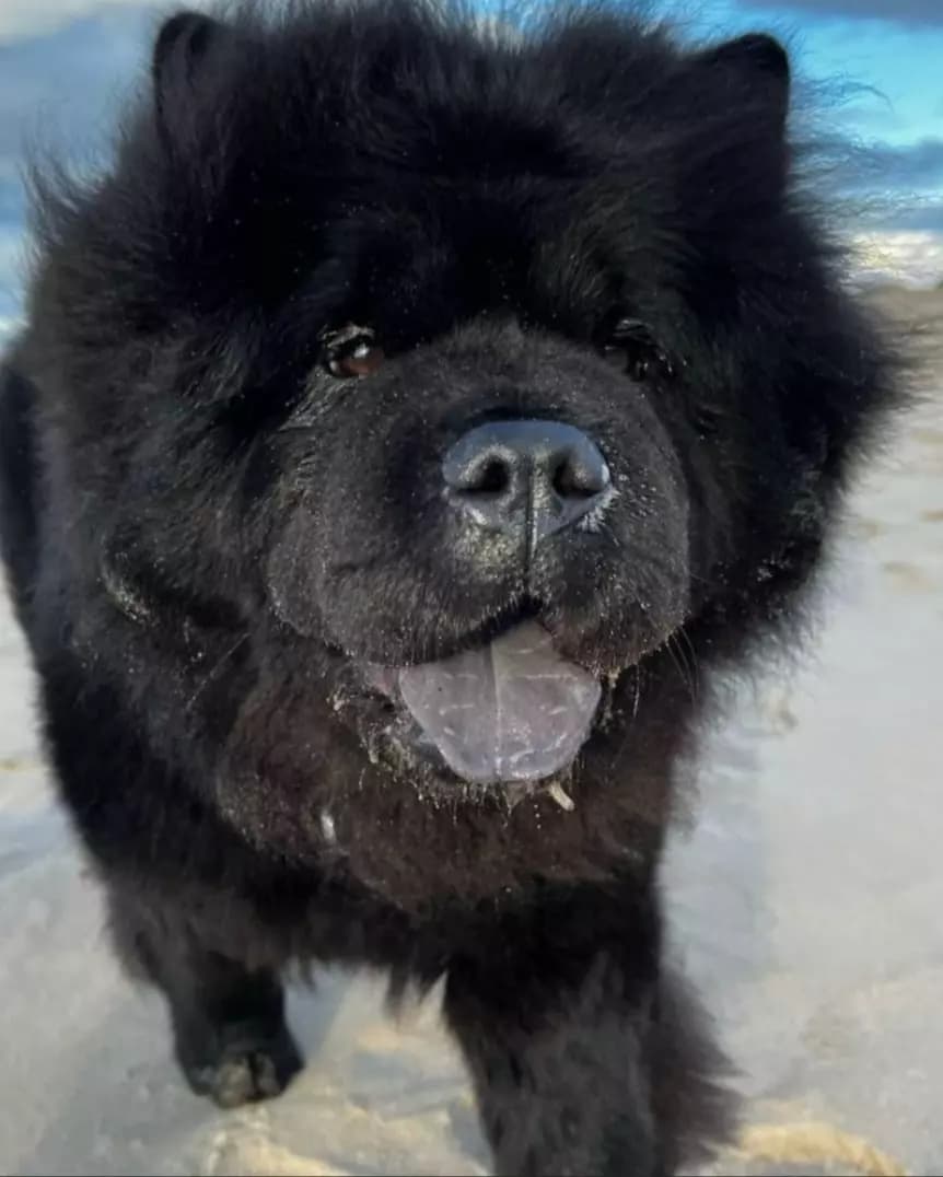 Black Chow-Chow! thumbnail