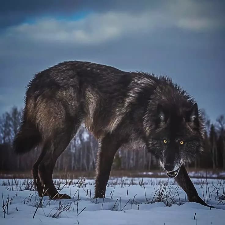 Giant wolf thumbnail